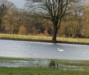 Dinkel buiten de oevers