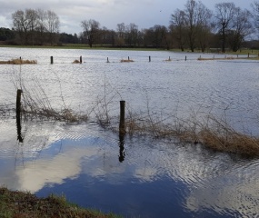 Dinkel buiten de oevers