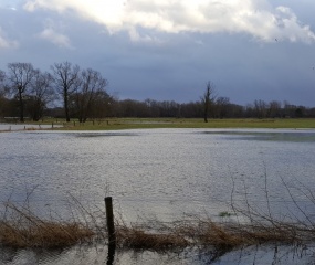 Dinkel buiten de oevers