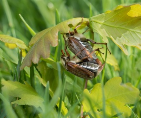 Meikevers paring. Zaterdag 5 mei gemaakt in het Beuningerveld