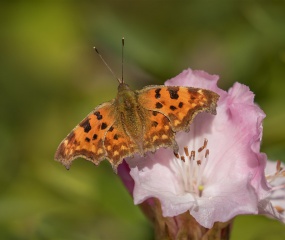 Gehakkelde aurelia. Eerste vlinder die ik in maart kon fotograferen