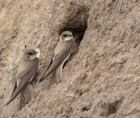 Oeverzwaluwen paartje waren bezig met het graven van een nest in een berg zand