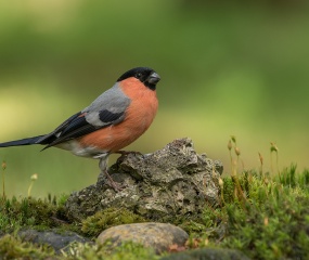 Goudvink - man  - Omgeving Lochem - ©Leo Wijering