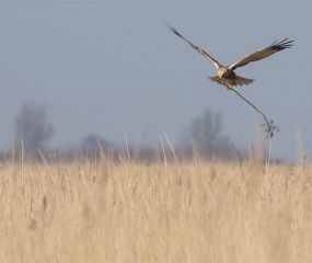  Bruine kiekendief met nestmateriaal. Vaak met takken en rietstengels die groter waren dan de vogel zelf