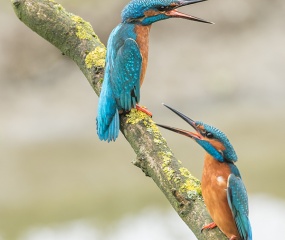 IJsvogel met territorium gedrag - Oelemars Losser - ©Leo Wijering