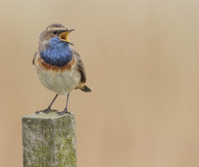 Blauwborst zingend. Foto gemaakt in Friesland bij Ezumakeeg