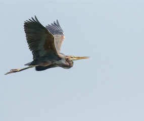 Purperreiger in de vlucht Gemaakt in het natuurgebied De Wieden