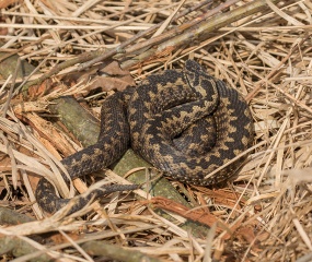 Adder - zonnend - Natuurgebied Bargerveen (Drente) - ©Leo Wijering