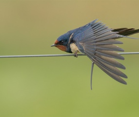 Boerenzwaluw acrobatiek op het draad. Bij nat weer gaan boerenzwaluwen vaak op het draad zitten te drogen