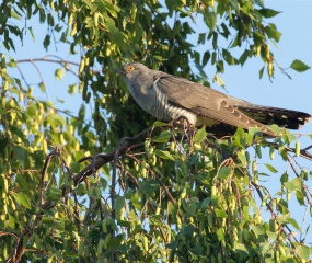 De Koekoek liet zich horen bij de Grote Rietplas bij Emmen