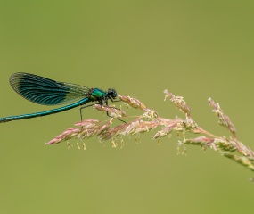 Weidebeekjuffer - man  - Omleidingskanaal - ©Leo Wijering