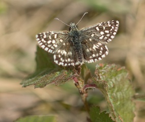 Aardbeivlinder - Pyrgus malvae