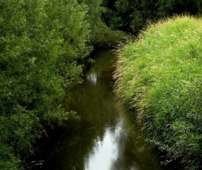 maandagmiddag 10 augustus 2015. Zo maar een stukje Dinkel dat ergens in het groen verdwijnt.