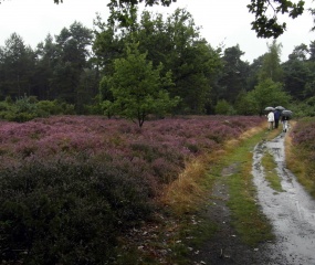 Lutterzand gistermiddag. De kleur van heide is op zijn mooist als het nat is.