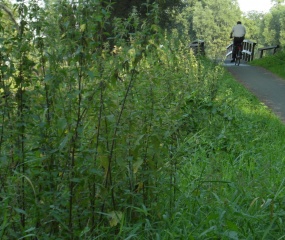 Gisteravond. Wewwelstadpad met brug over de Dinkel.