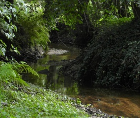 Vanaf de Bredelweg voert een klein en bijna onzichtbaar paadje ons naar dit mooie stukje van de Elsbeek.