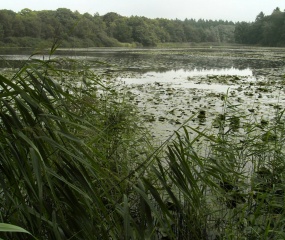 Het Lonnekermeer vanmiddag. Dit prachtige natuurgebied is ruim een eeuw geleden gegraven voor de aanleg van de spoorwegen.