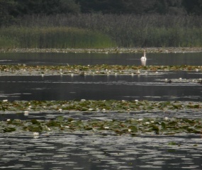 Het Lonnekermeer vanmiddag. Dit prachtige natuurgebied is ruim een eeuw geleden gegraven voor de aanleg van de spoorwegen.