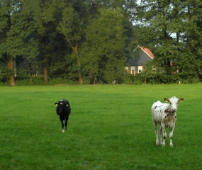 Erve Luijerink gezien vanaf de Kolkersweg. In het verpondingsregister van 1601 wordt dit gewaarde erf al genoemd onder de naam "Luerinck". Vlak voor de boerderij langs loopt de Ruhenbergerbeek.