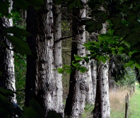 Vanmiddag in het Oldenzaalseveen. "Zilveren" bomen en versteende zwammen.