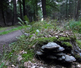 Vanmiddag in het Oldenzaalseveen. "Zilveren" bomen en versteende zwammen.