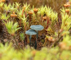 Blauwgroen trechtertje duo - Omphalina chlorocyanea