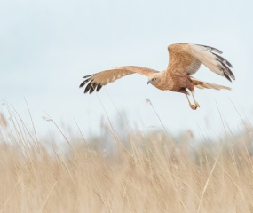 Bruine kuikendief in de vlucht - Circus aeruginosus