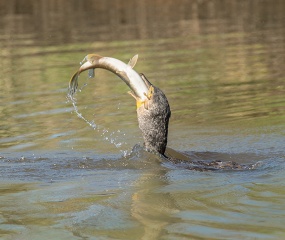 De aalscholver wist deze snoek in 12 seconden naar binnen te werken