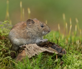 De rosse woelmuis was aan het bidden voor het eten