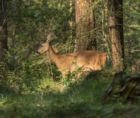  Deze reegeit kwam ik in het bos tegen