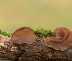 Echt judasoor paddenstoel die lijkt op oren