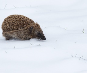  Egel was de orientatie kwijt in de winter