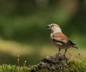 Egel was de orientatie kwijt in de winter