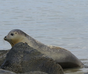  Gewone zeehond Lauwershaven Groningen