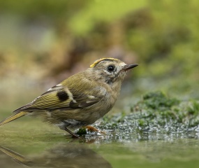 Goudhaantje was ook toe aan een lekkere wasbeurt