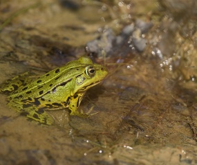  Groene kikker zat tijdens de warme dagen in een poel van het Duivelshof 