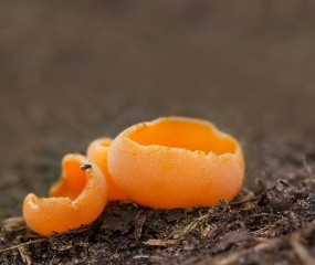 Grote oranje bekerzwam - Langzaam breekt het paddenstoel tijdperk weer aan