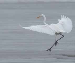  Grote zilverreiger dansent op het ijs Zuid Drenthe