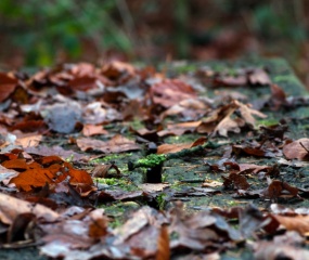 Jos Wekking - Herfst