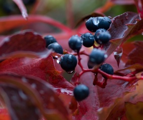 Jos Wekking - Herfst