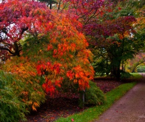 Jos Wekking - Herfst