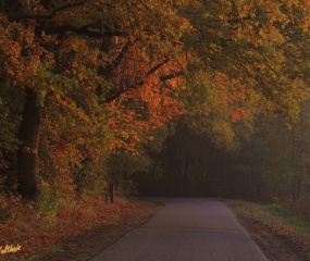 Herfstwandeling Astrid Velthuis