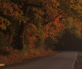 Herfstwandeling Astrid Velthuis