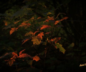 Herfstwandeling Astrid Velthuis