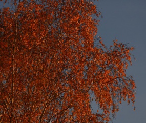 Herfstwandeling Astrid Velthuis