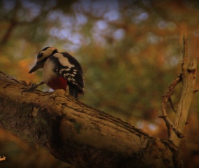 Herfstwandeling Astrid Velthuis