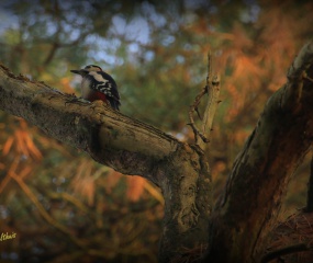 Herfstwandeling Astrid Velthuis