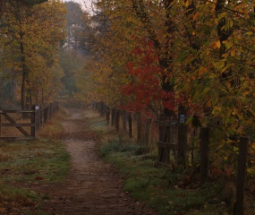 Herfstwandeling Astrid Velthuis