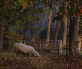 Herfstwandeling Astrid Velthuis