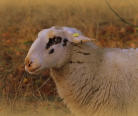 Herfstwandeling Astrid Velthuis